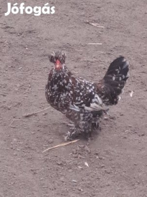 japi japinok krédli!