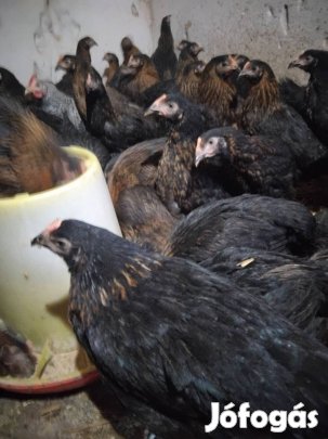 jerce 16-hetesek eladó 