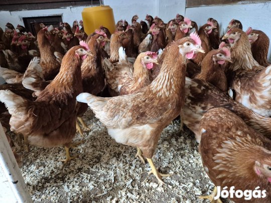 jérce tojóhibrid tetra tyúk tojó fekete super harco