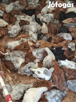 jércék eladók 10 hetessek