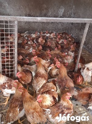 jércék és kakasok költöznének 