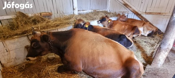 jersey  tehenek 3 db 