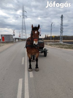 jó kocsis forgalom biztos herelt ló 
