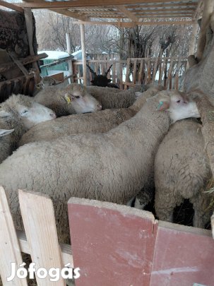 jó kondiban (selejt juhok )