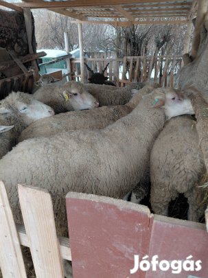 jó kondiban lévő juhok 