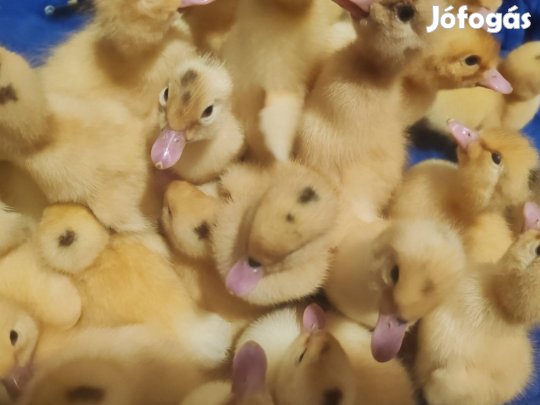 kacsa   mulrad más hol   pancsolna 