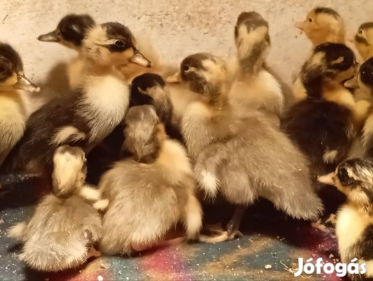 kacsa magyar kacsa napos