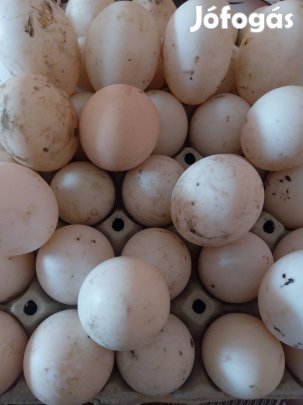 kacsa tojás keltésre alkalmas 