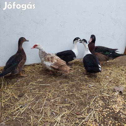 kacsak eladok