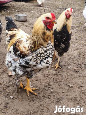 kakas, bráma jellegű