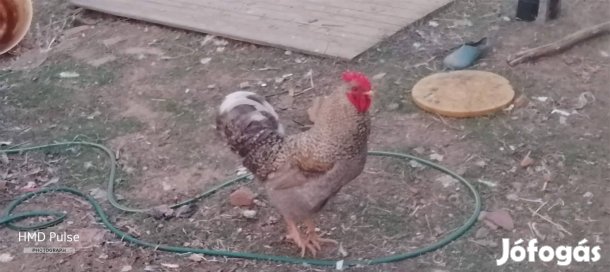kakasok eladó csere