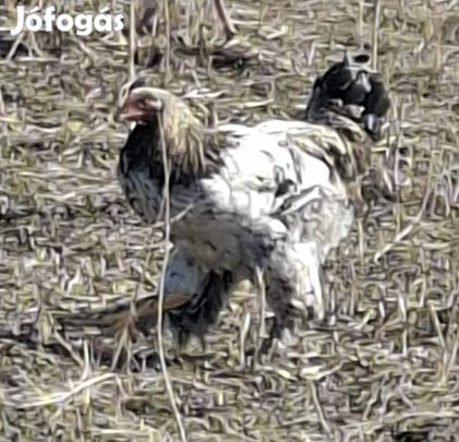 kakasok eladók