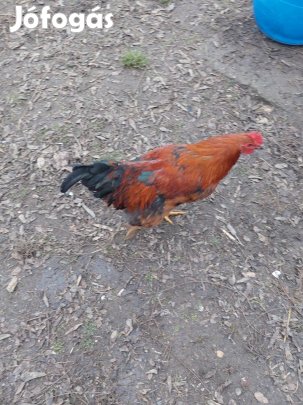 kakasok eladók