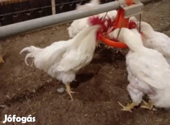 kakasok eladók 