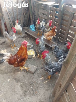 kakasok eladók 