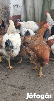 kakasok eladók 