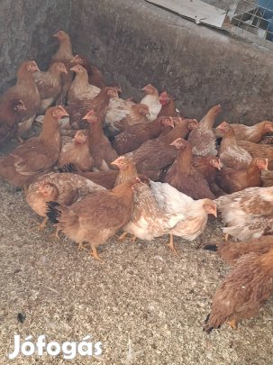 kakasok és jércék eladó