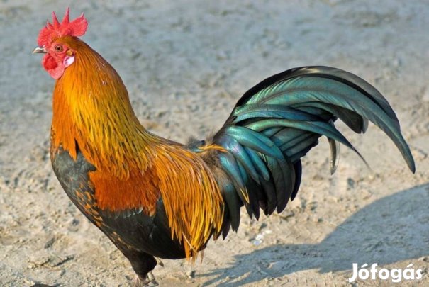 kakasok költöznenek