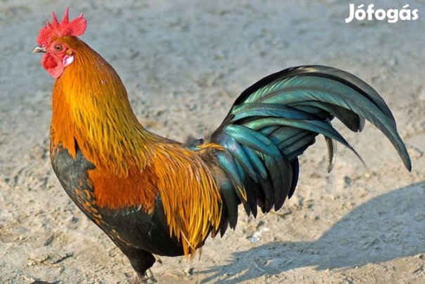 kakasok költöznenek 