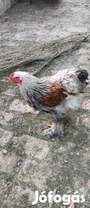 kakasok költöznének 