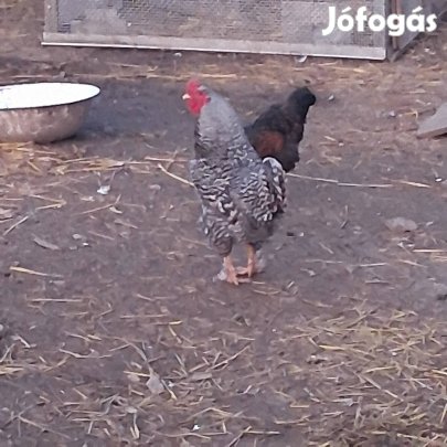 kakasok továbbtartásra