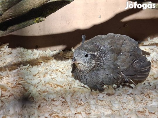 kaliforniai copfos fürj pár 