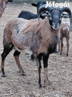 kameroni-muflon mix 2 éves kos