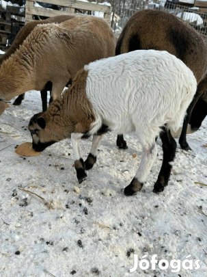 kameruni bárányok bárány kos jerke