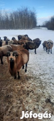 kameruni bárányok párban költöznének