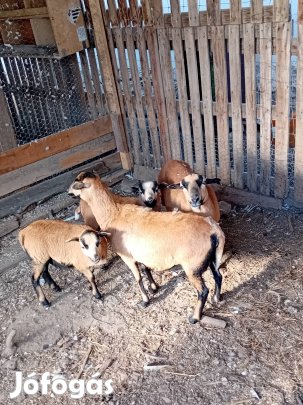 kameruni birkák eladók