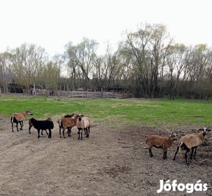 kameruni juhok eladók!