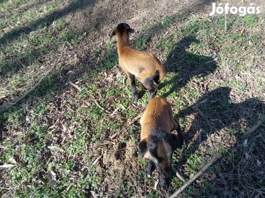 kameruni juhok eladók 