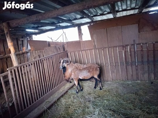 kameruni kos eladó!