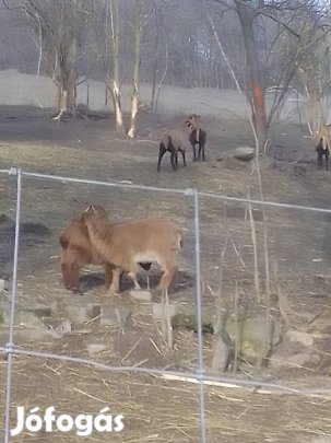 kameruni törpe kecske 