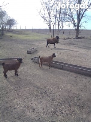 kameruni törpe kecske 