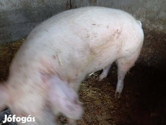 kan disznó herelt hízó eladó vagy cserélhető 