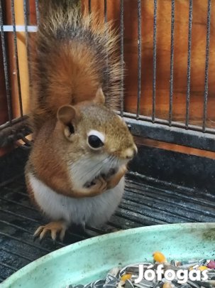 kanadai vörös mókus par 