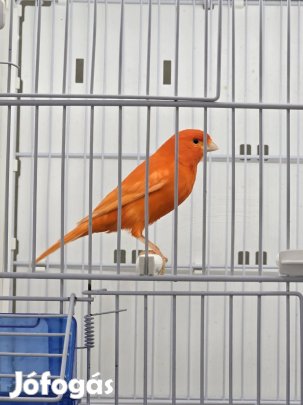 kanári eladó
