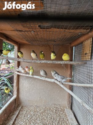 kanari eladó 