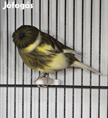 kanári eladó 