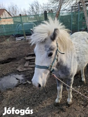 kanca póni eladó vagy csikó csere érdekel 