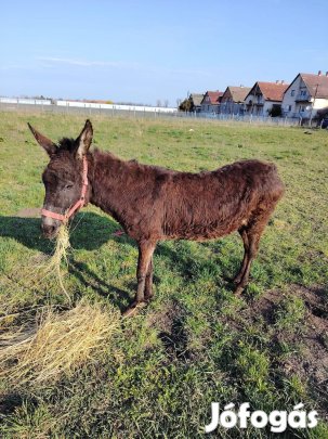 kanca szamár eladó 