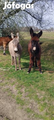 kanca szamarak utaznának