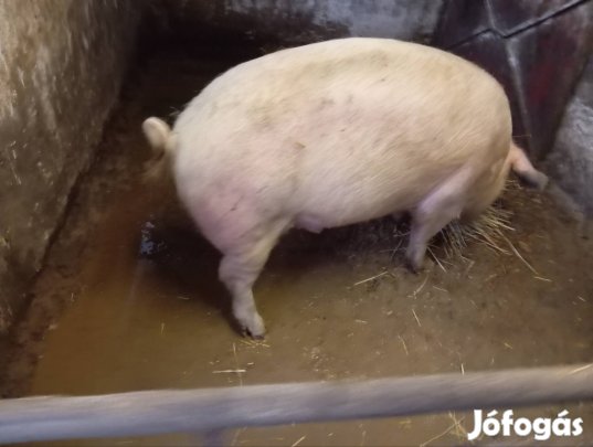 kanlot hízó eladó 500ft/kg herelt kan