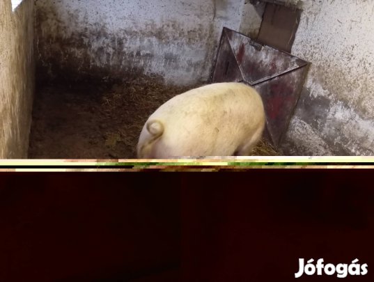 kanlot hízó herelt kan eladó 270kg 130000ft