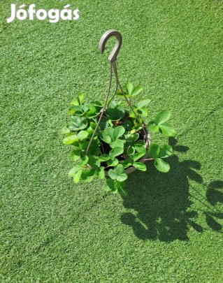 kapós eper (teljesen télálló)