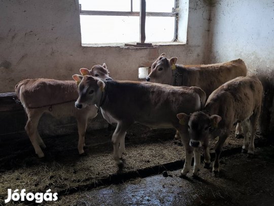 kárpáti borzderes tehén