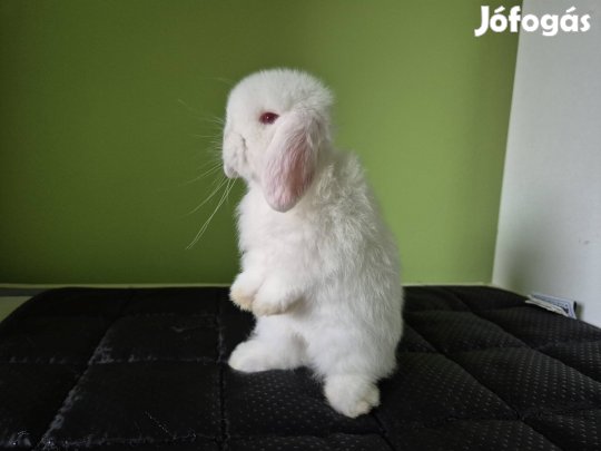 kasmír mini kosorrú törpenyúl nyúl nyuszi lógófülű törpe törpenyuszi