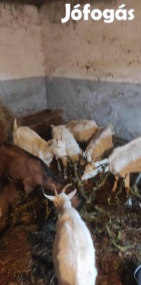 kecske , kecskék 