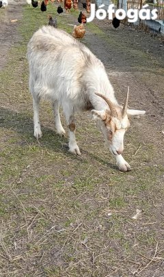 kecske család cserérhetö 